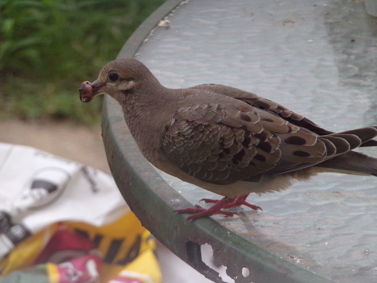 Mourning Dove - Texas Bird Family