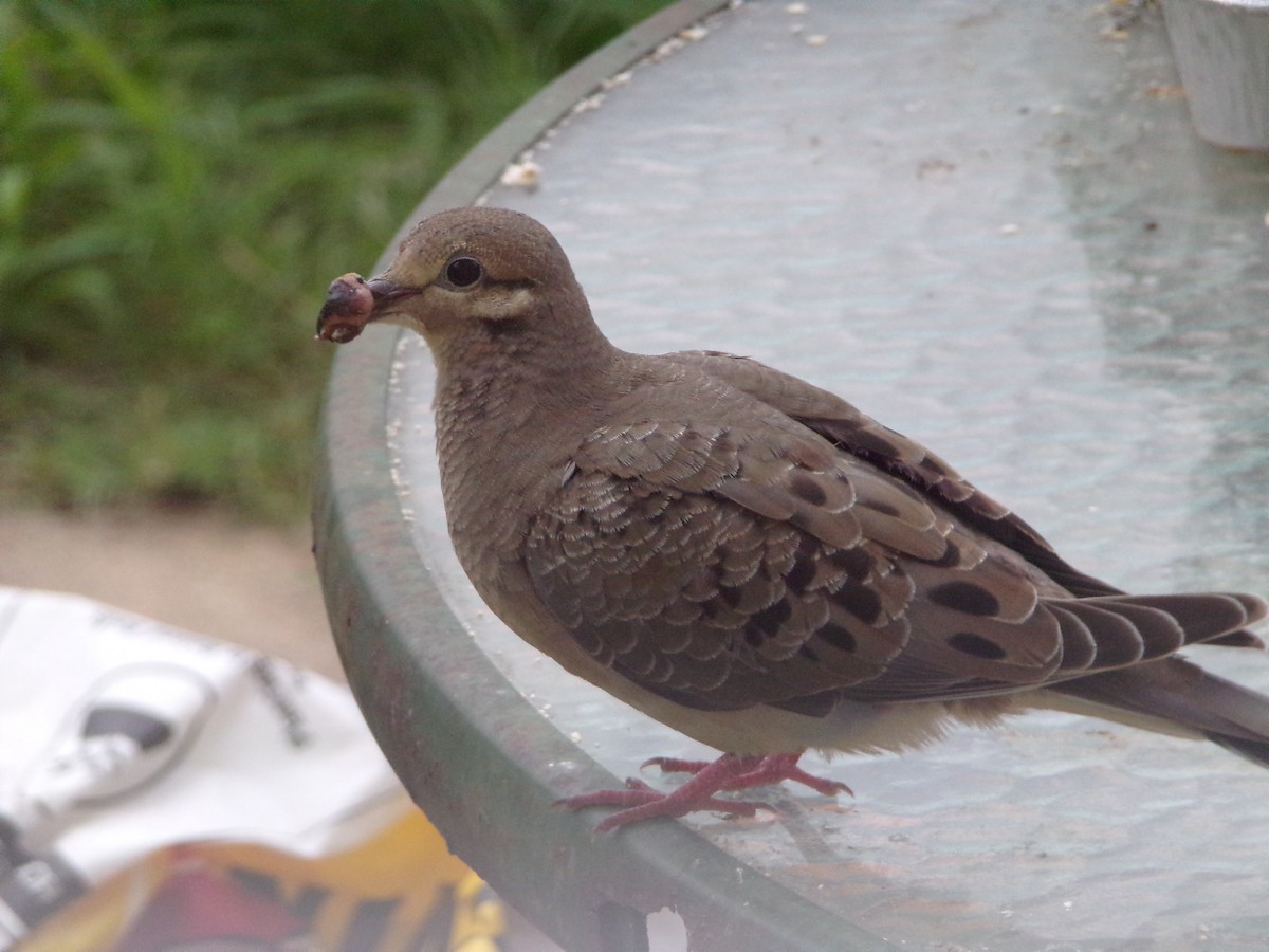 Mourning Dove - Texas Bird Family