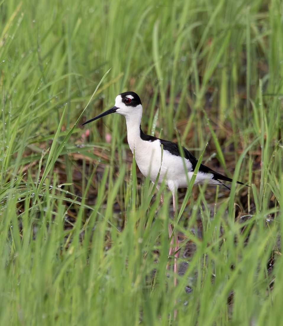 Black-necked Stilt - ML618846087