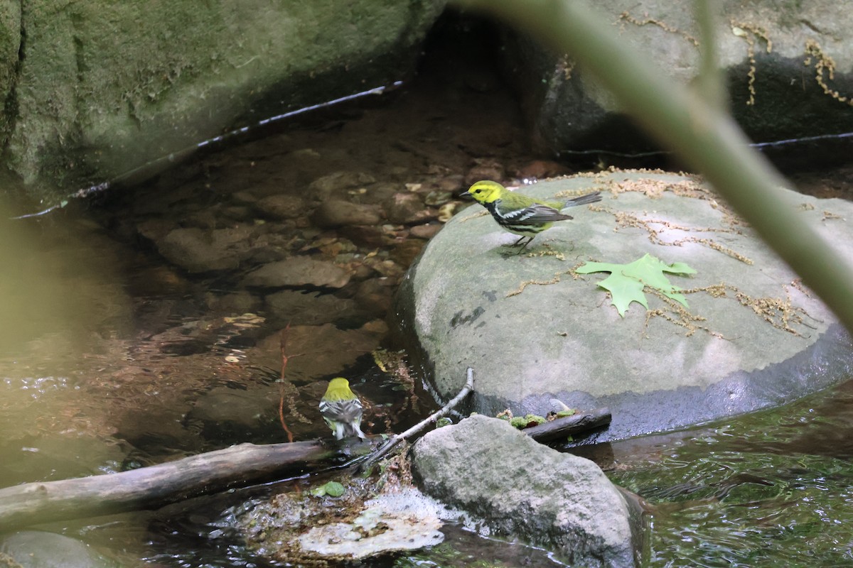 Black-throated Green Warbler - ML618846088