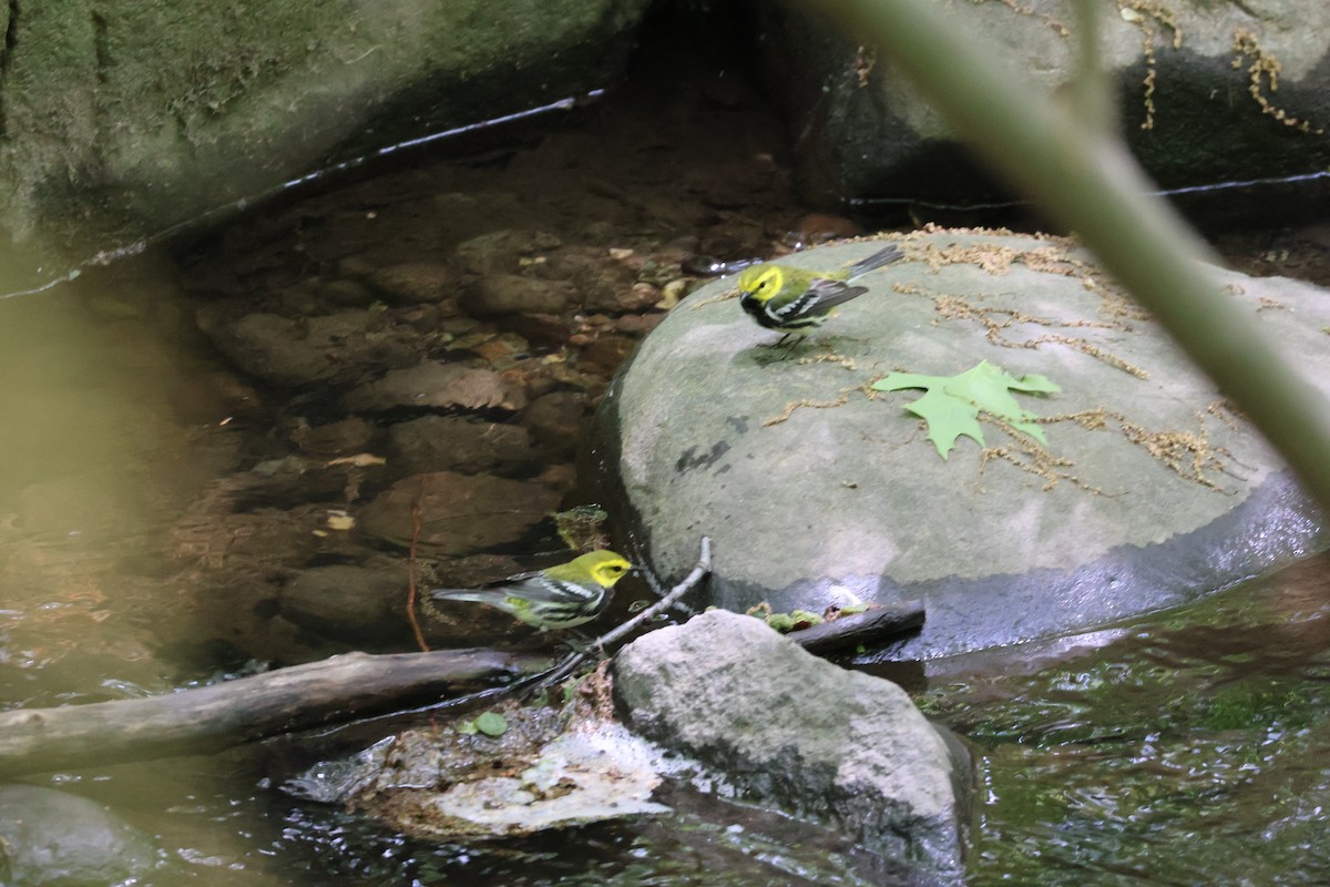 Black-throated Green Warbler - ML618846089