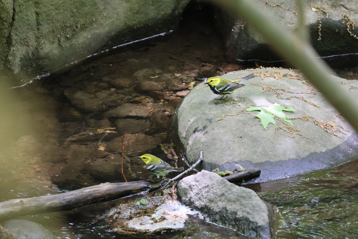 Black-throated Green Warbler - ML618846090