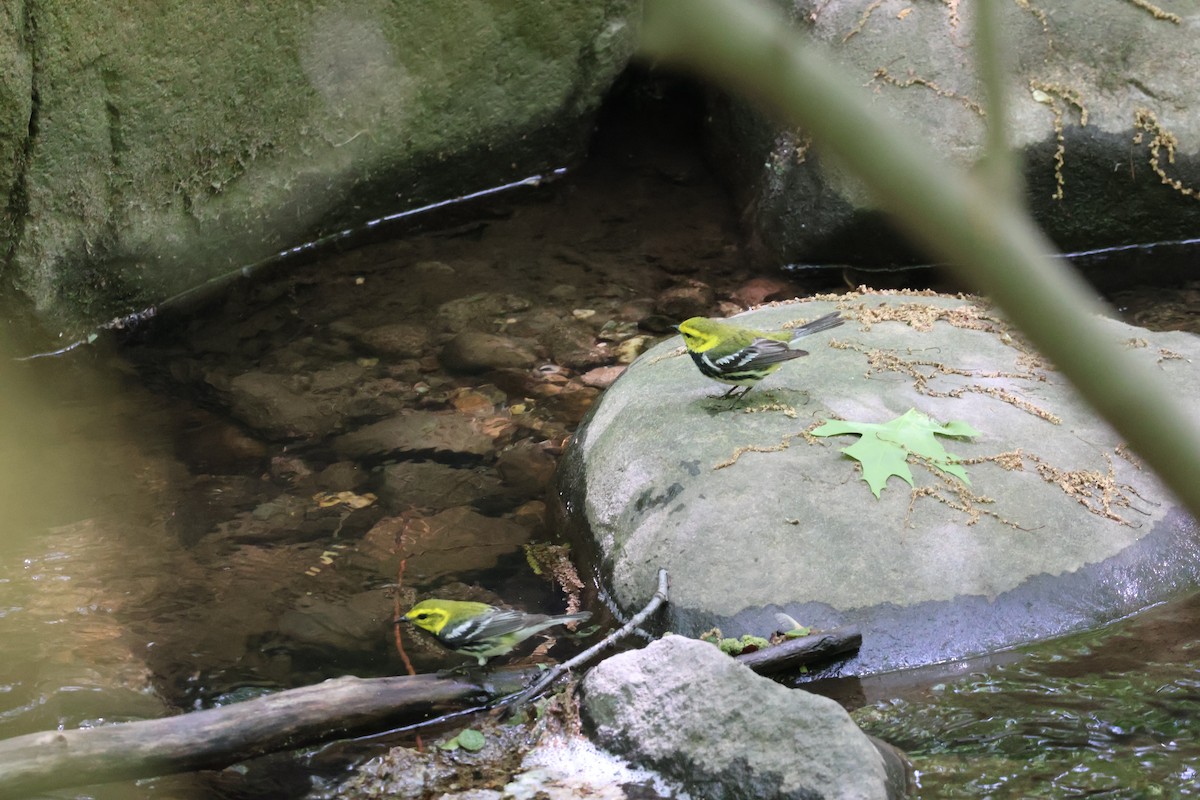 Black-throated Green Warbler - ML618846091