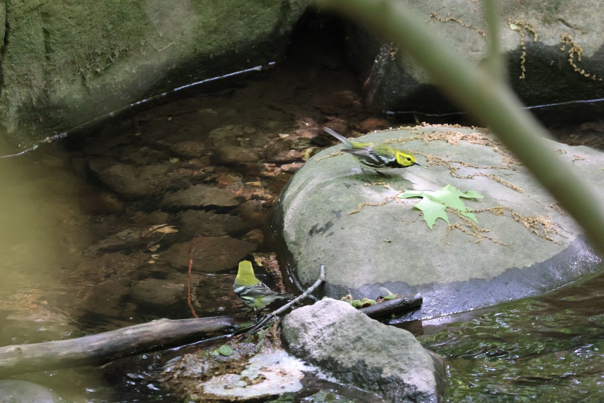 Black-throated Green Warbler - ML618846095