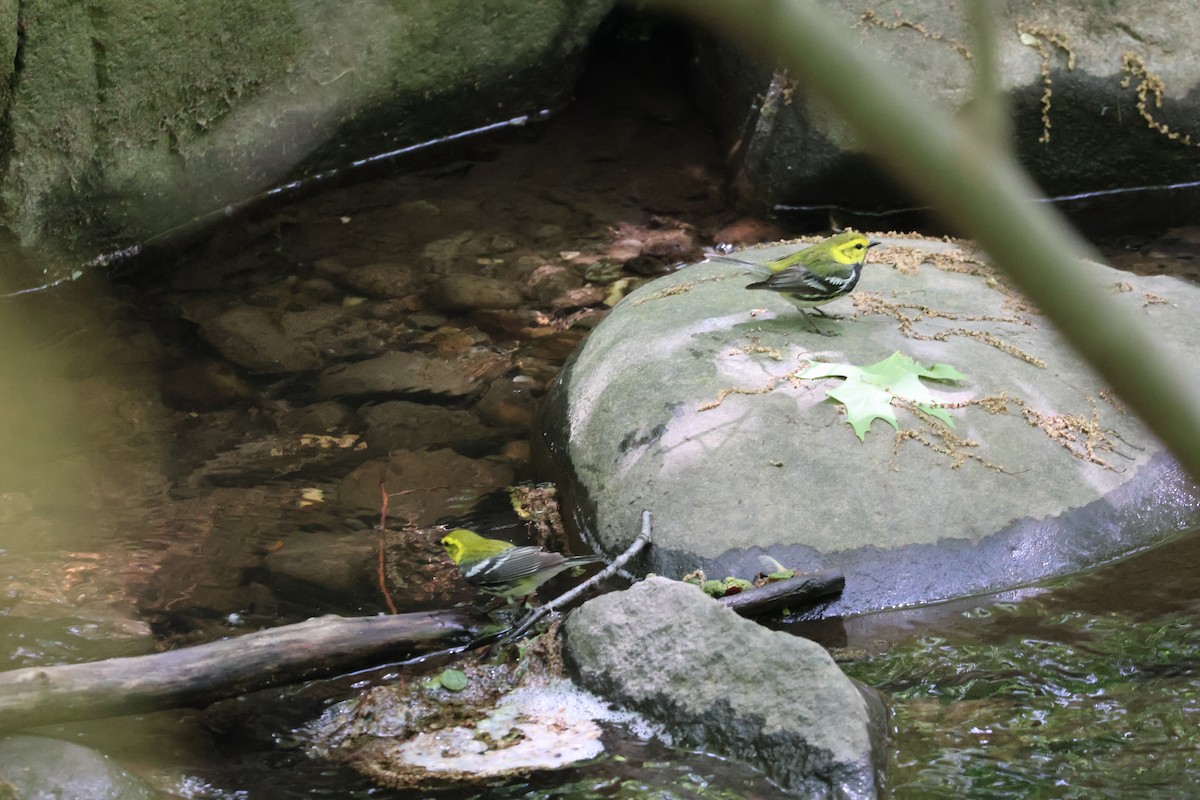 Black-throated Green Warbler - Forrest Wickman