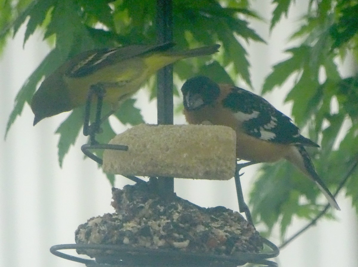 Black-headed Grosbeak - ML618846099