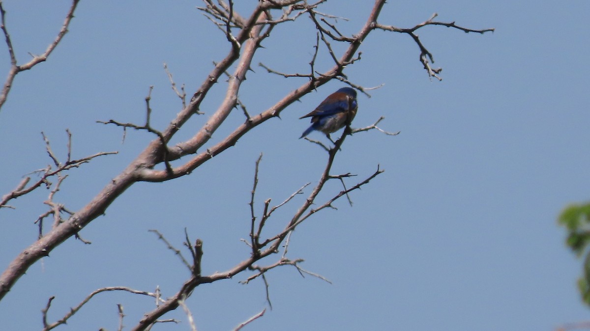 Western Bluebird - Anne (Webster) Leight