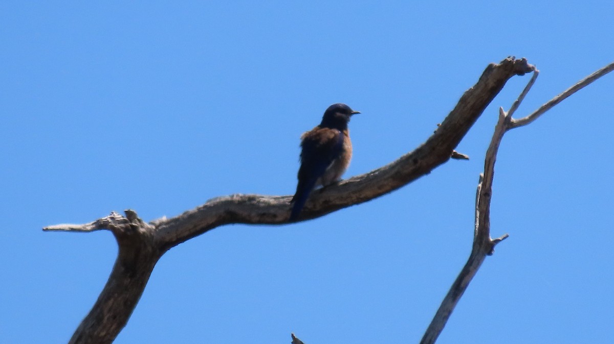 Western Bluebird - Anne (Webster) Leight