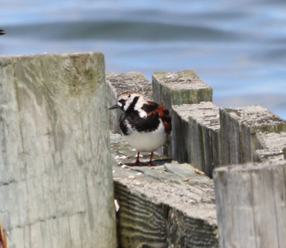 Ruddy Turnstone - MA 2