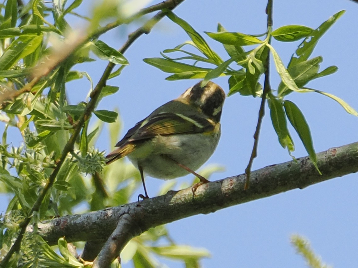 Pouillot de Pallas - ML618846116