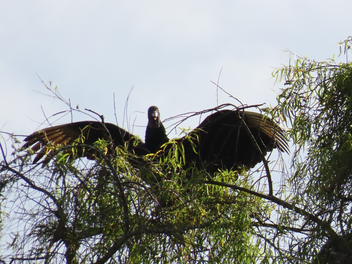 Black Vulture - Gloria  Oñate Florez