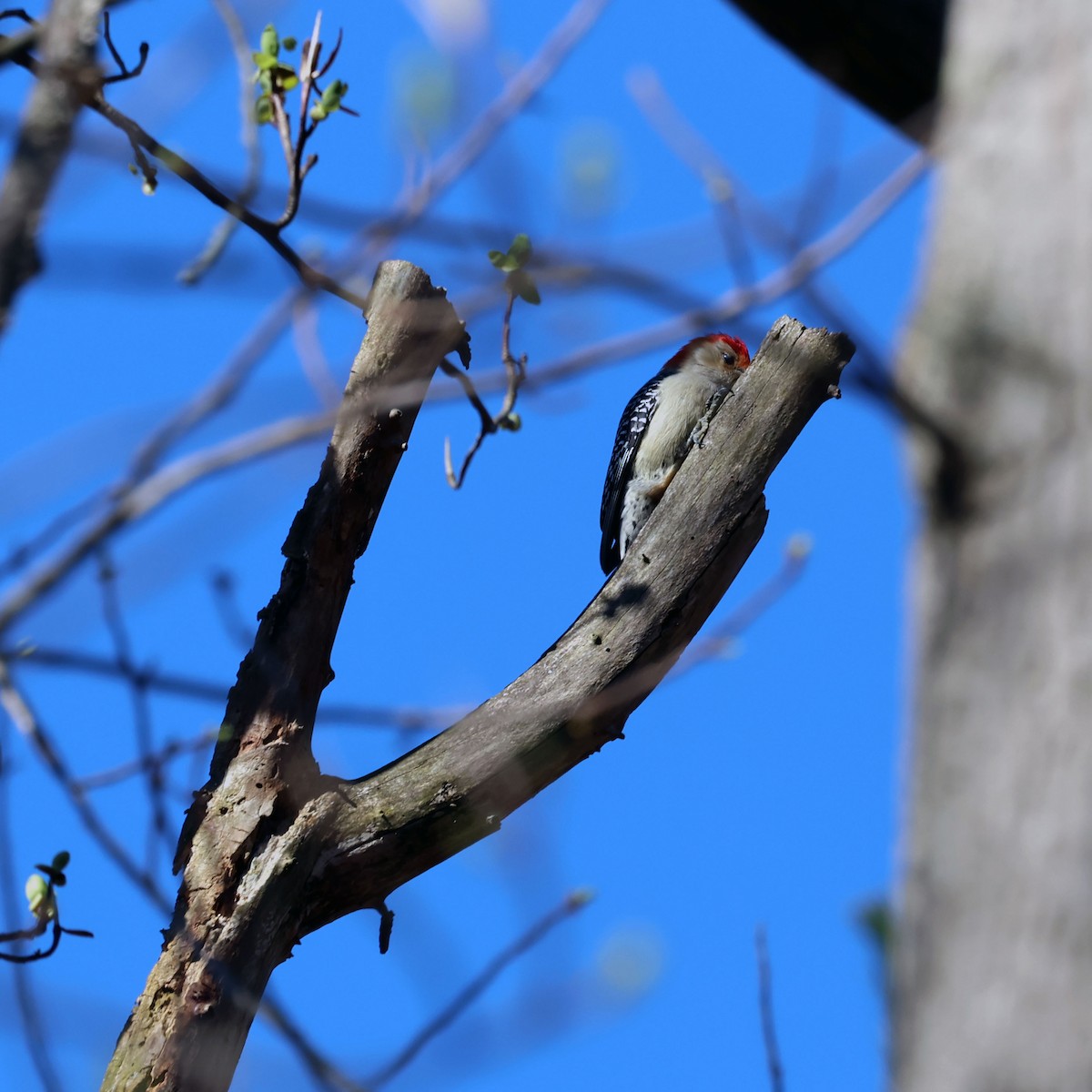 Red-bellied Woodpecker - ML618846133