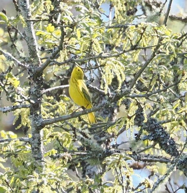 Yellow Warbler - Kseniya Efremova