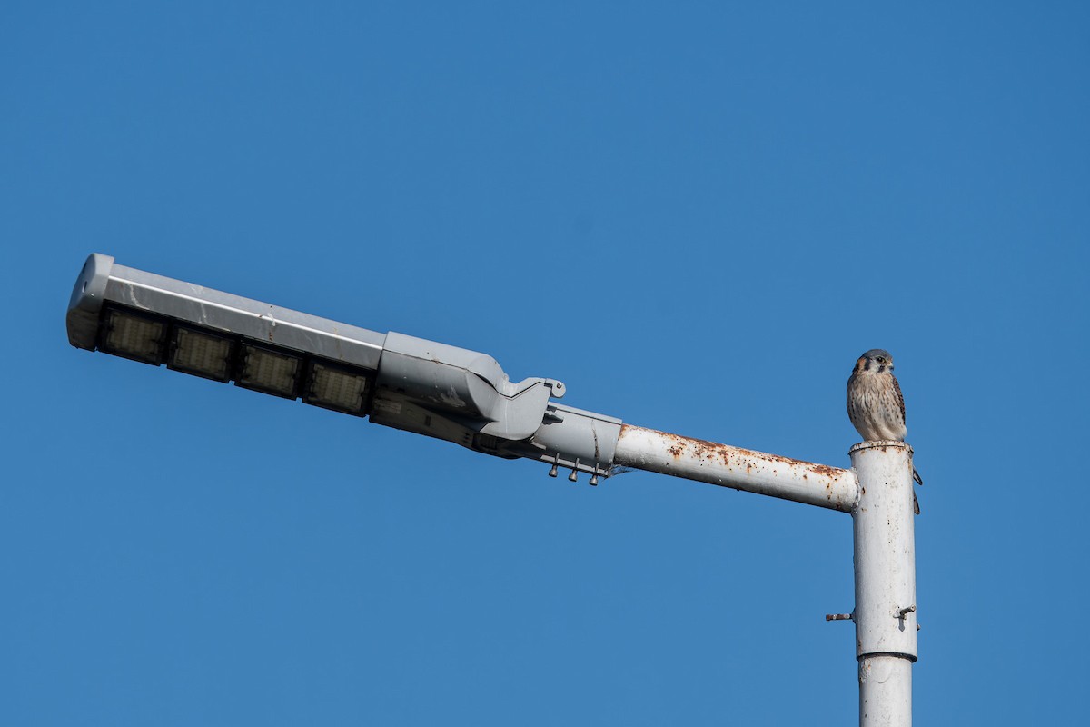 American Kestrel - Pablo Ramos