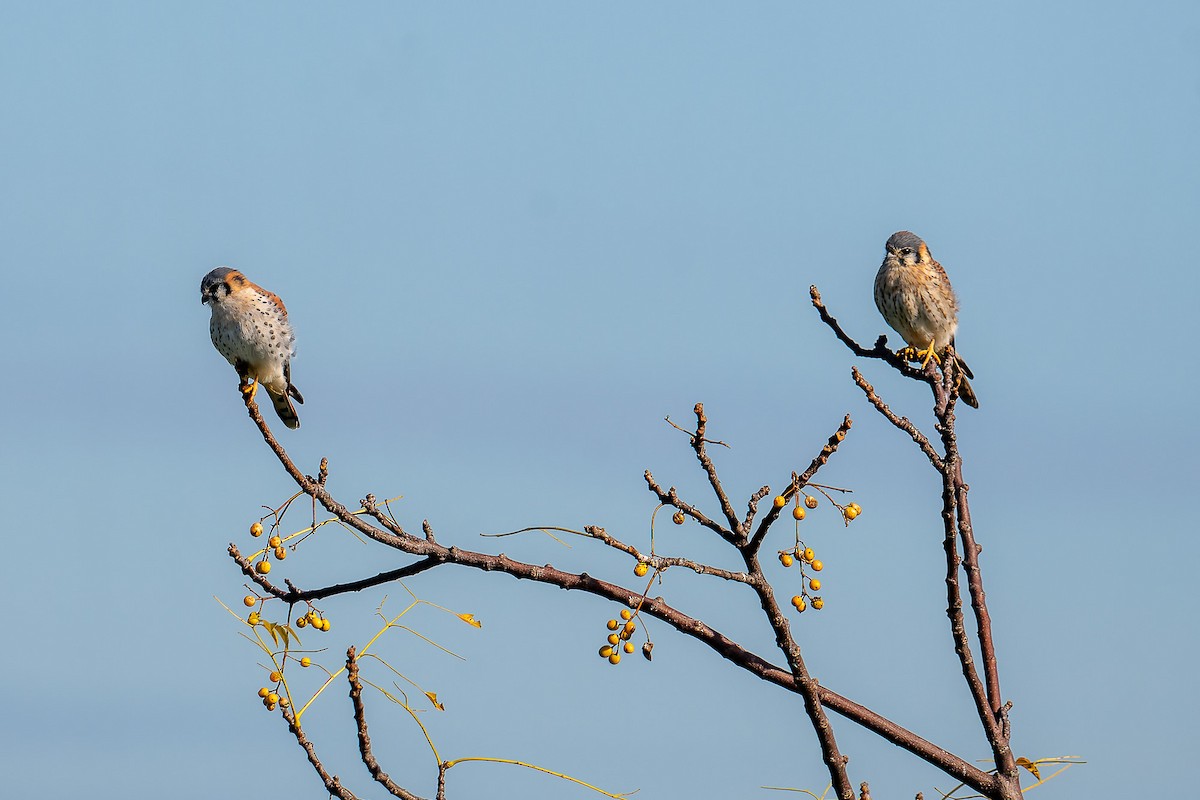 American Kestrel - Pablo Ramos