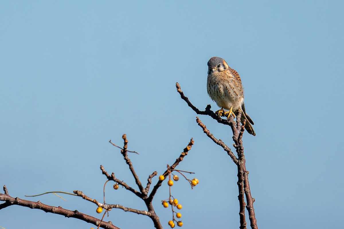 American Kestrel - ML618846138