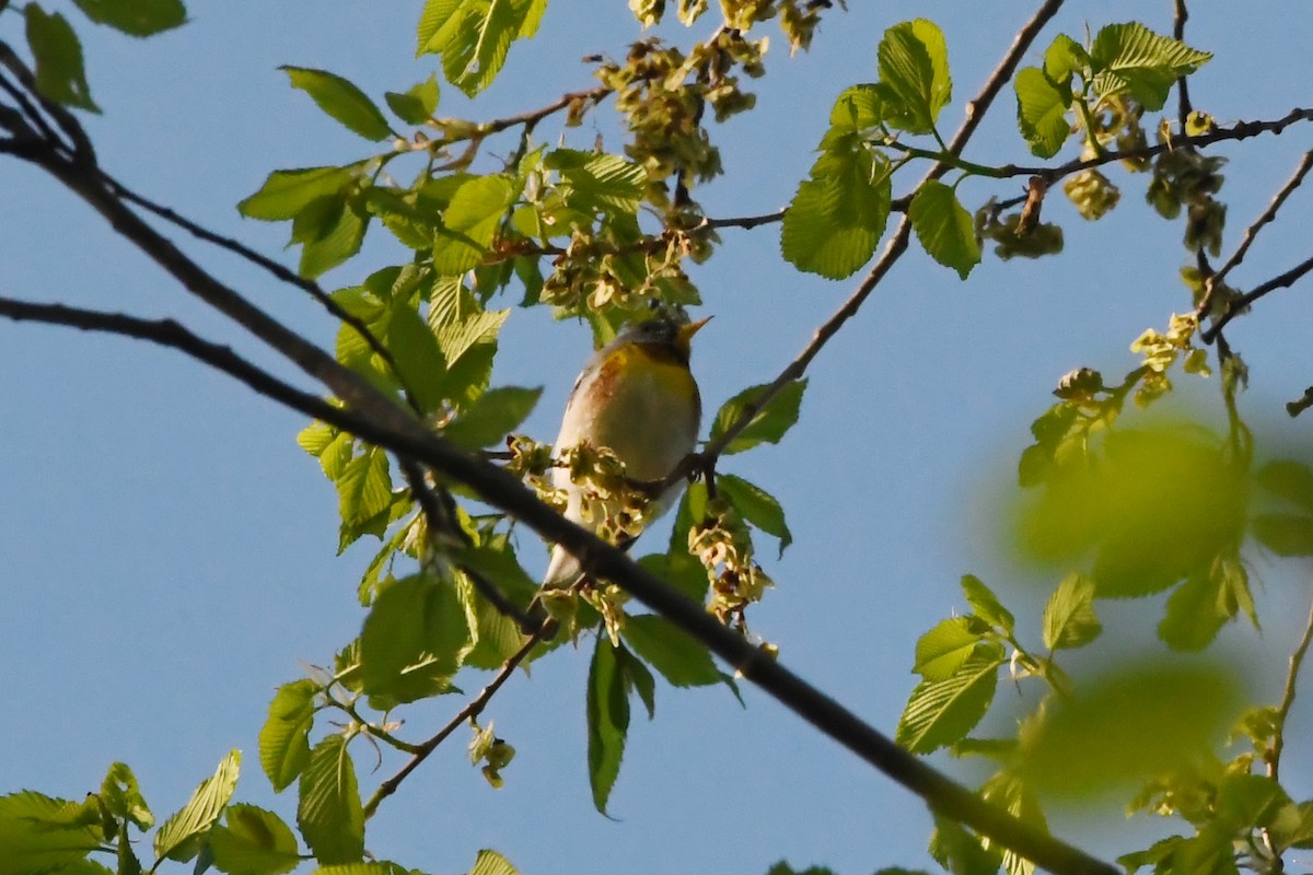 Northern Parula - Penguin Iceberg