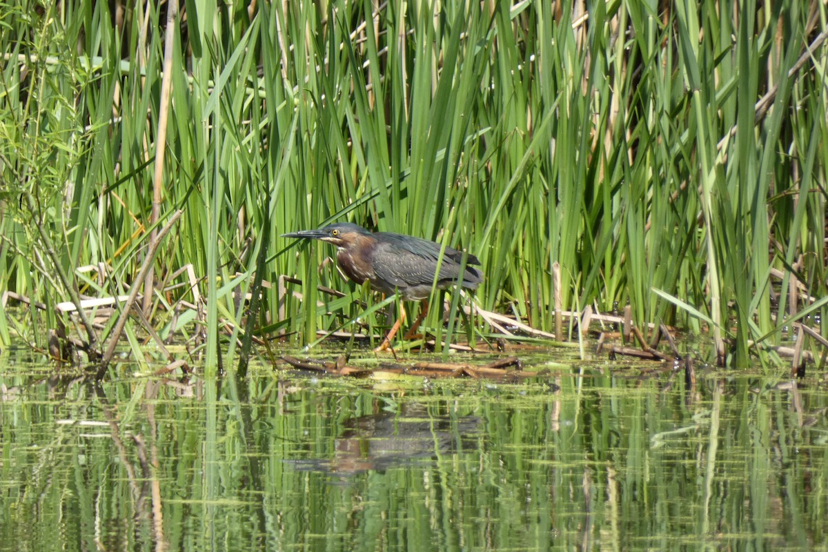 Green Heron - Allison Memmo