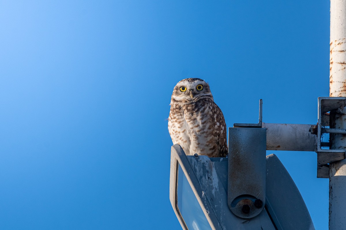 Burrowing Owl - Pablo Ramos