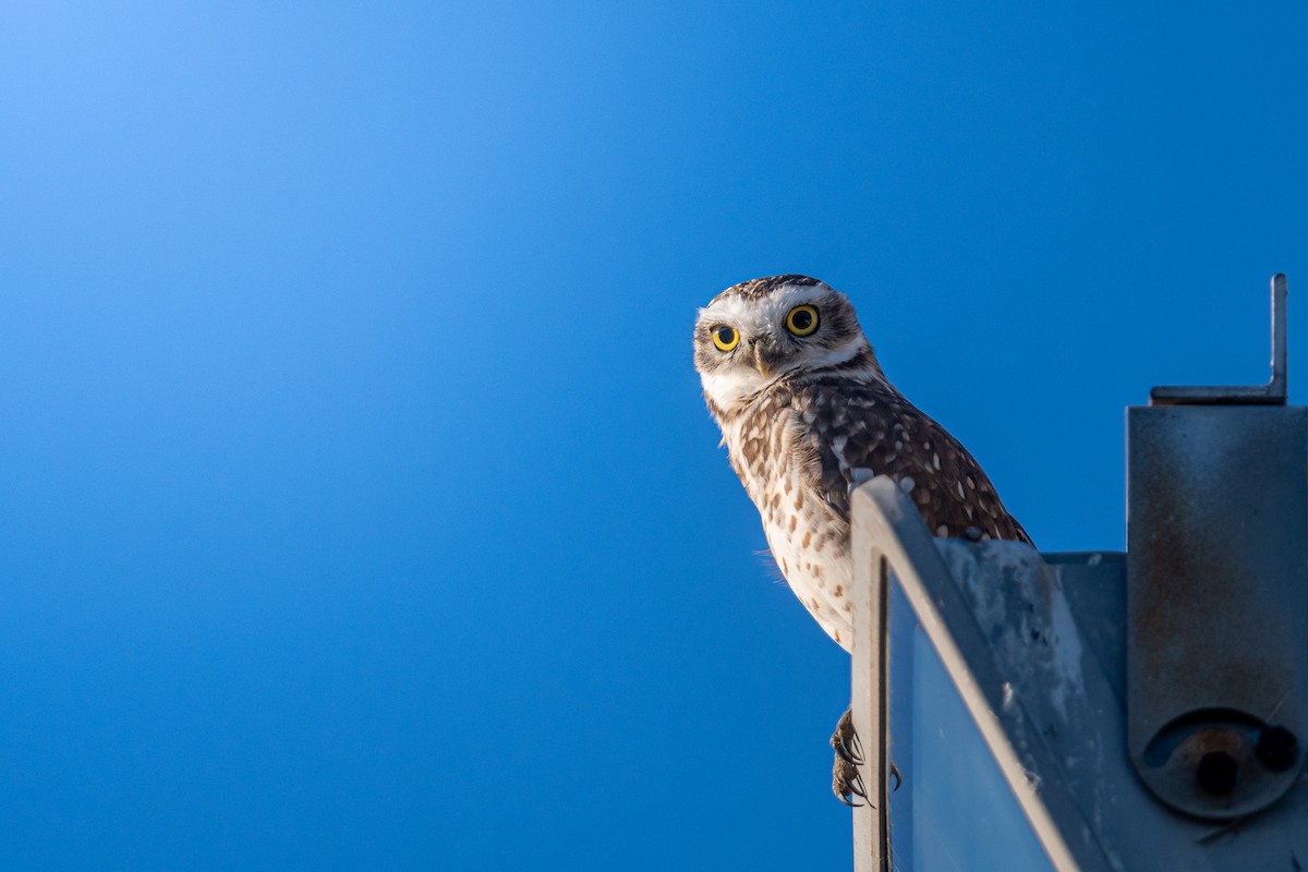 Burrowing Owl - ML618846169