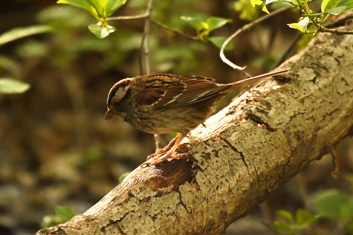 White-throated Sparrow - Penguin Iceberg