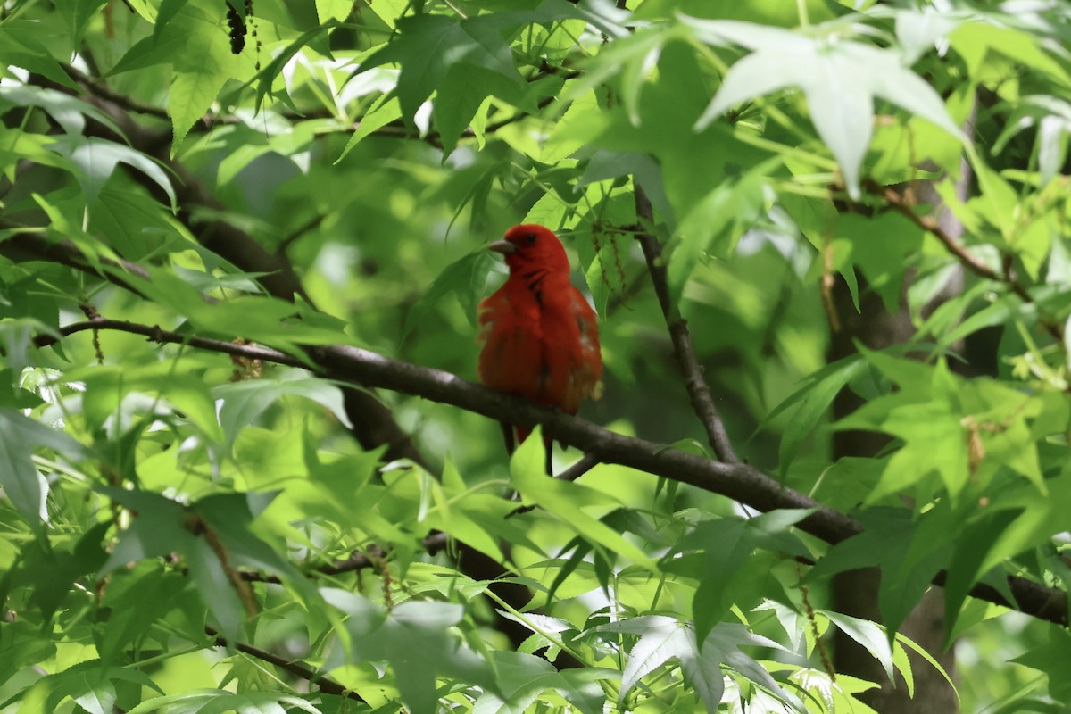 Scarlet Tanager - Forrest Wickman