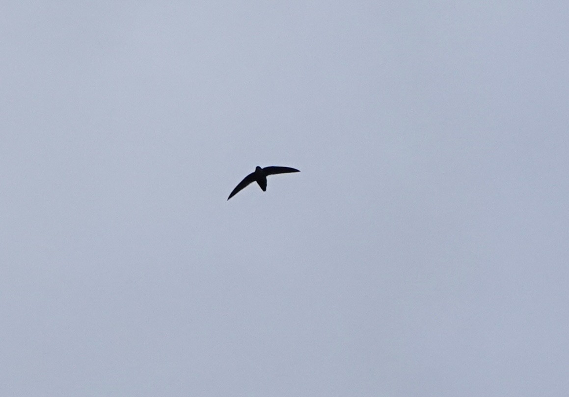 Chimney Swift - André BERNARD