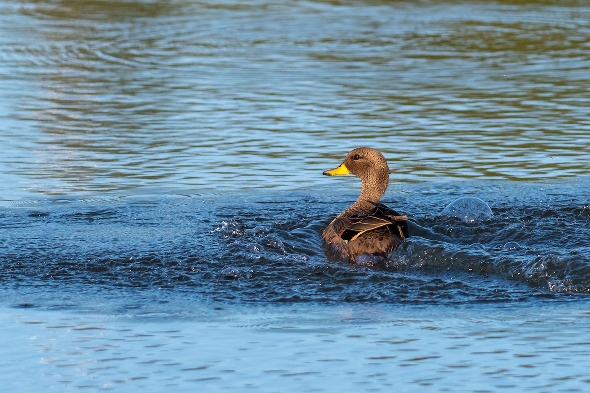 Yellow-billed Teal - ML618846199