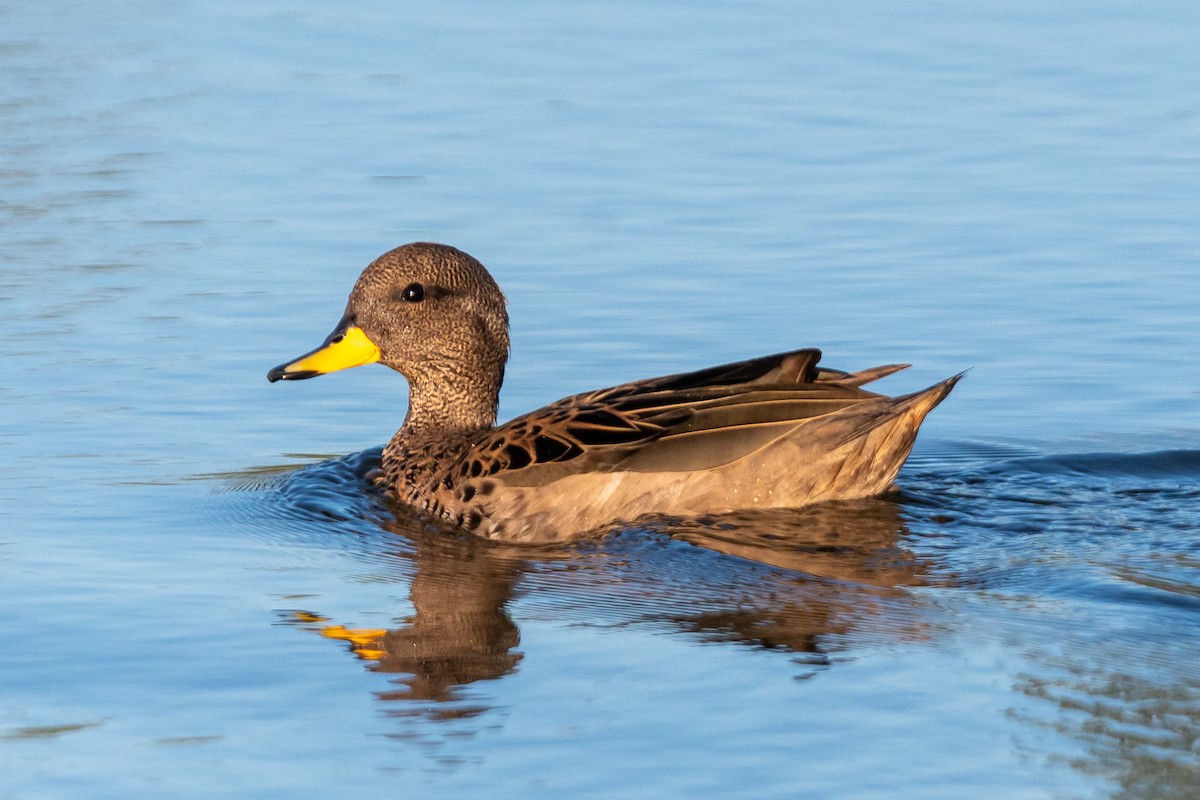 Yellow-billed Teal - ML618846200