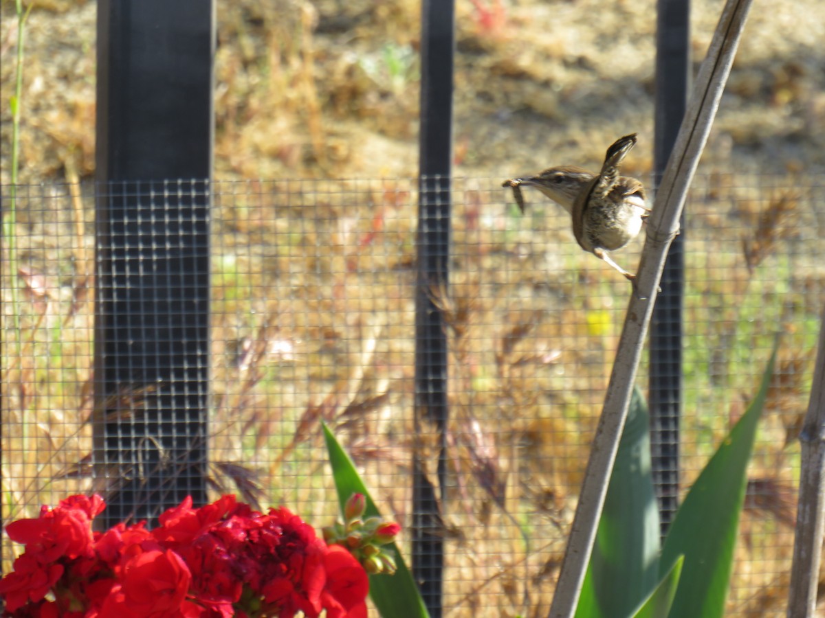 Bewick's Wren - ML618846209