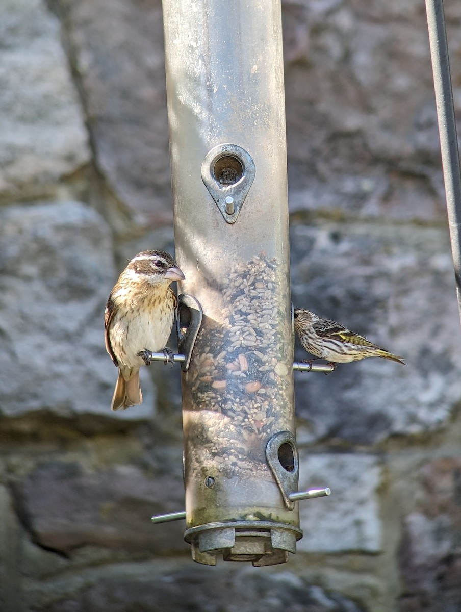 Rose-breasted Grosbeak - Carolyn Rubinfeld 🦆