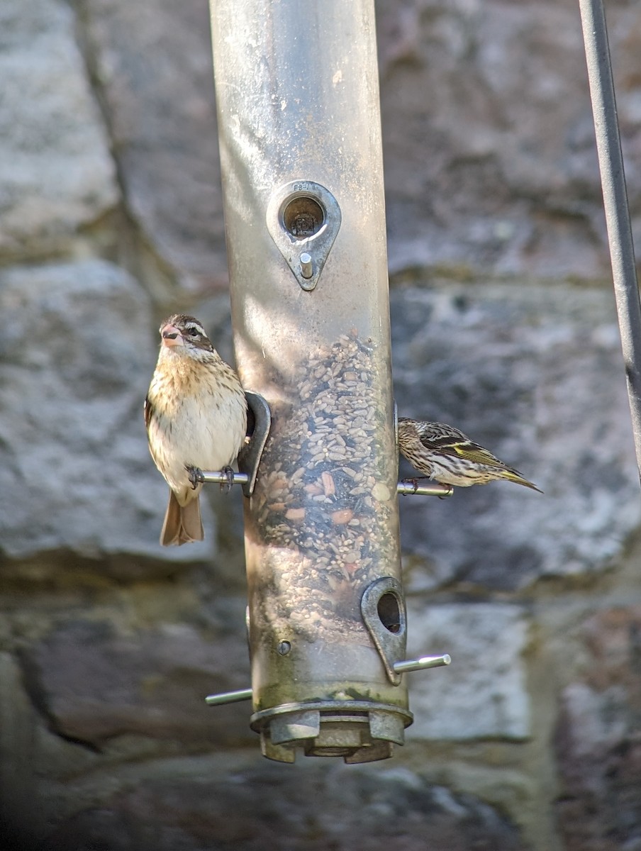 Rose-breasted Grosbeak - Carolyn Rubinfeld 🦆