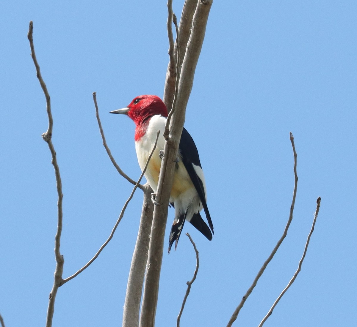 Red-headed Woodpecker - Sara Shane