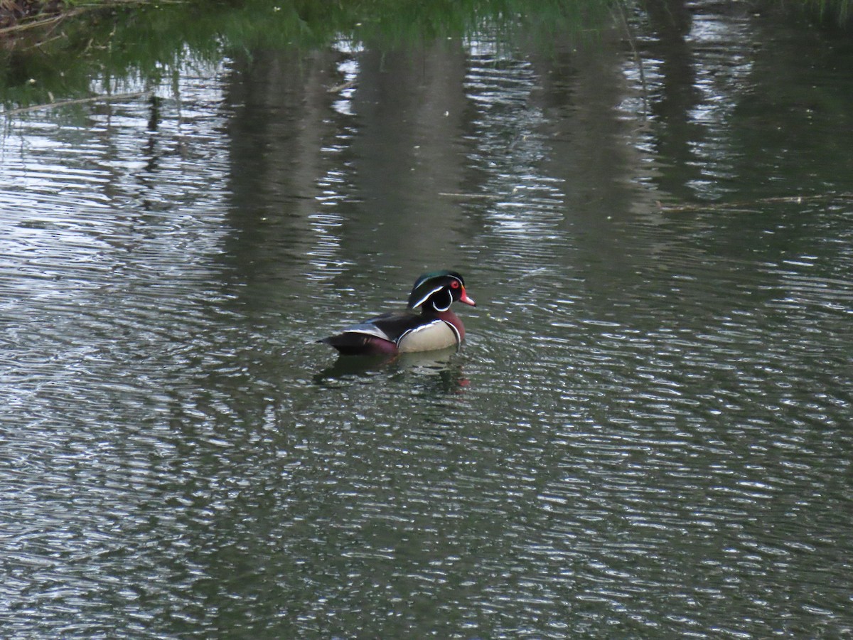 Wood Duck - Chris Morrison