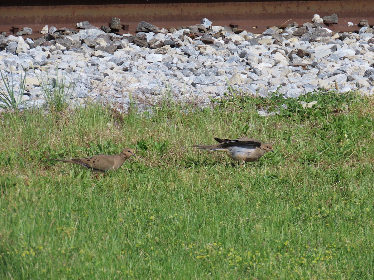 Mourning Dove - ML618846219