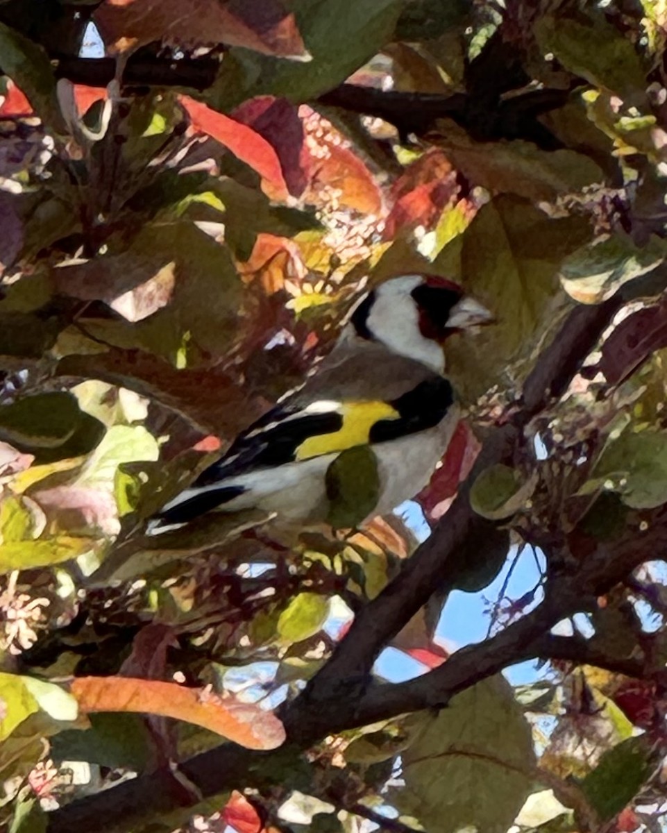 European Goldfinch - Aaron Holschbach