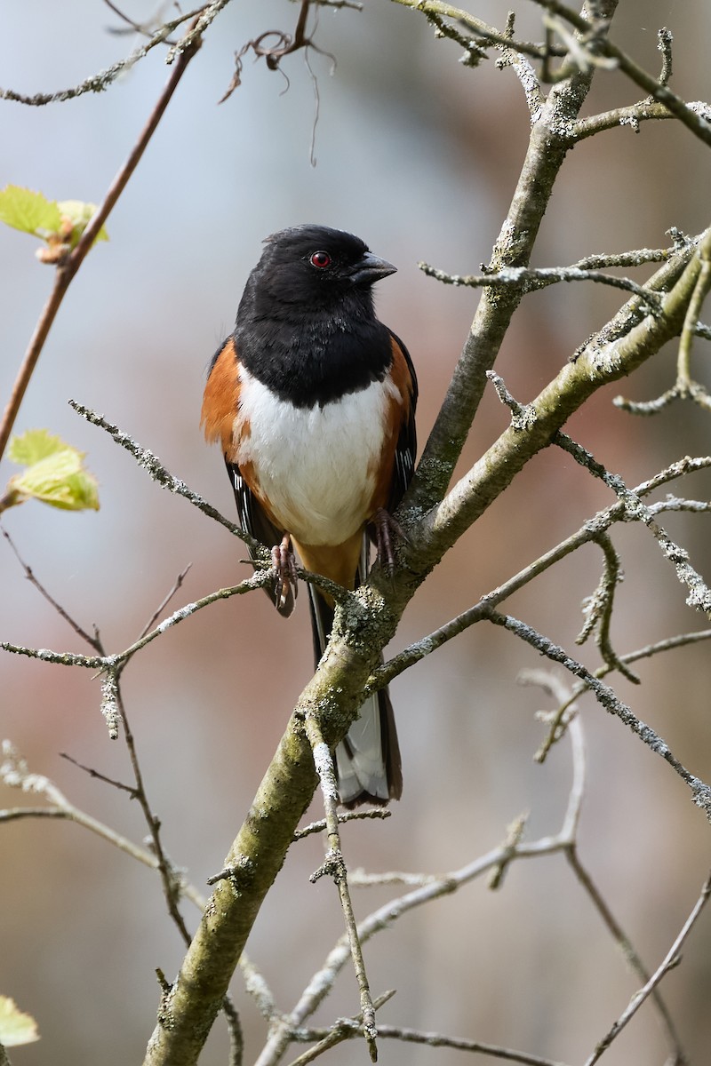 Eastern Towhee - David Bird