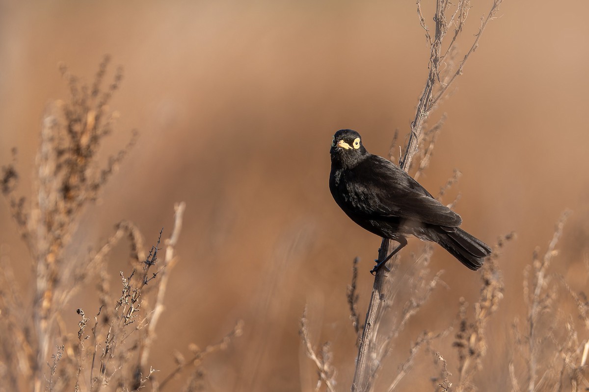 Spectacled Tyrant - ML618846228