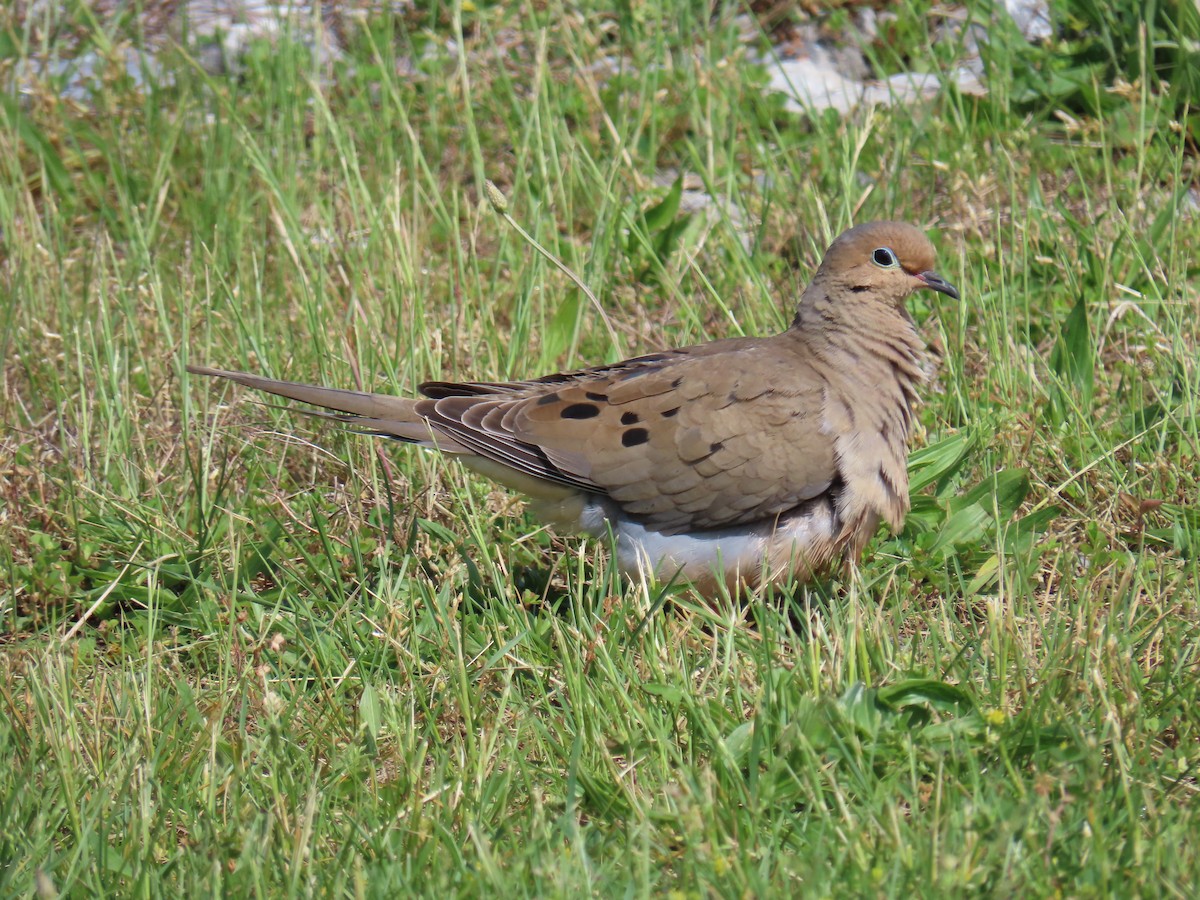 Mourning Dove - Elizabeth Ferber