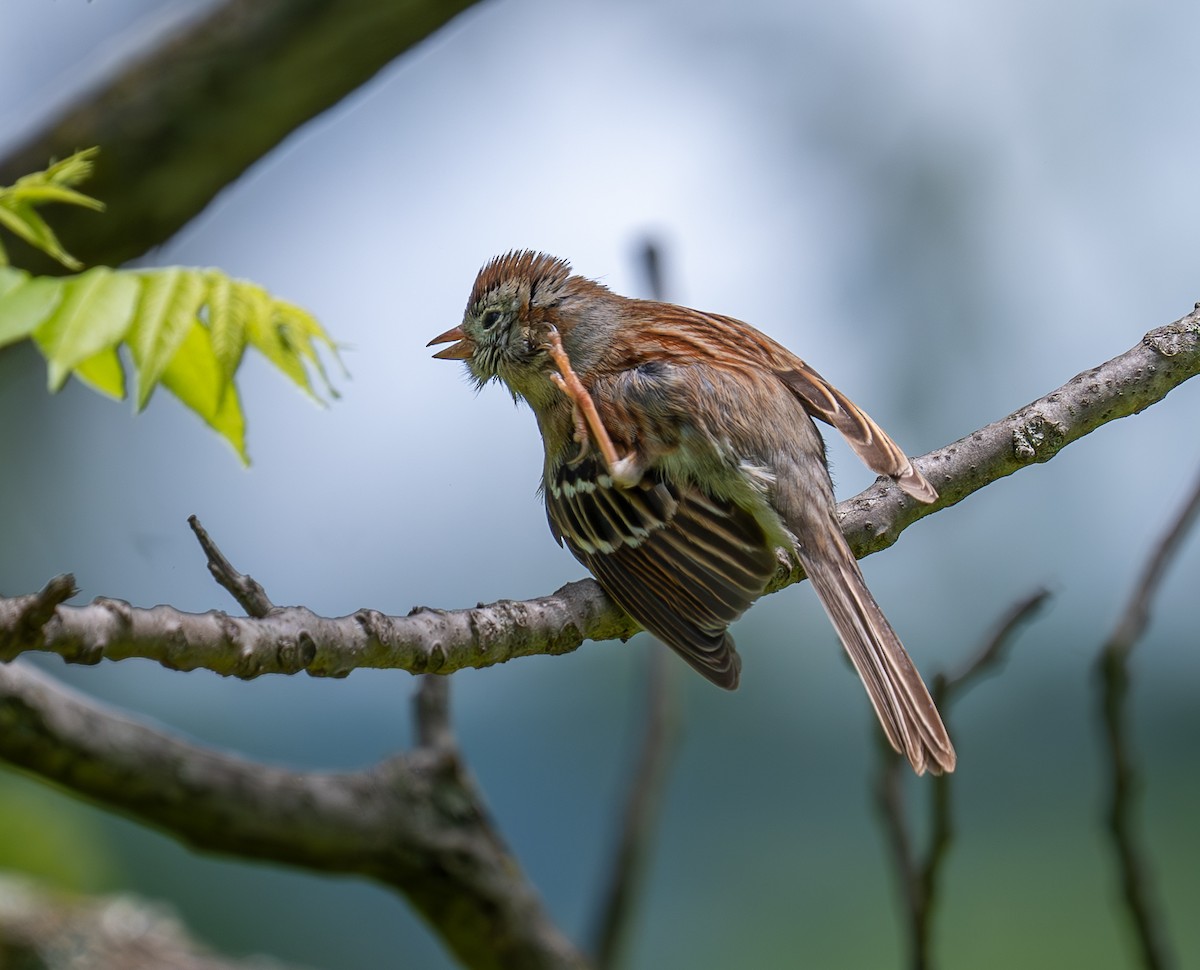 Field Sparrow - Julie Davis