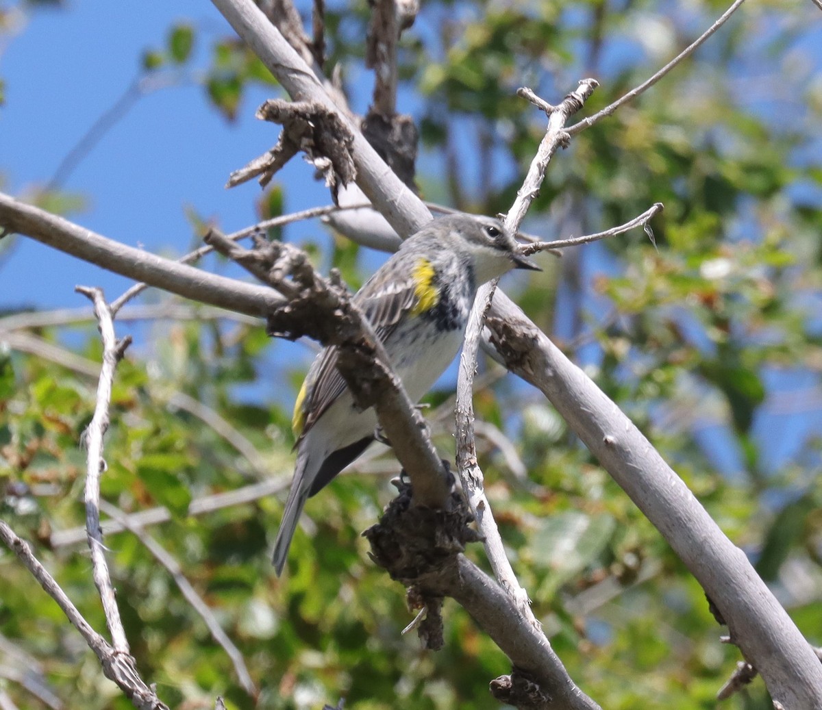 Пісняр-лісовик жовтогузий (підвид coronata) - ML618846244