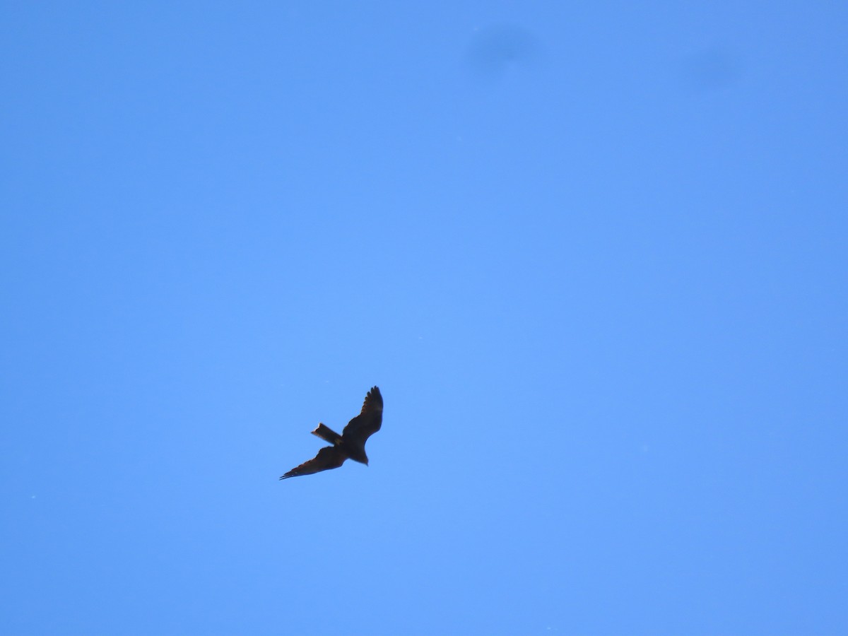 Black Kite - Clemente Álvarez Usategui