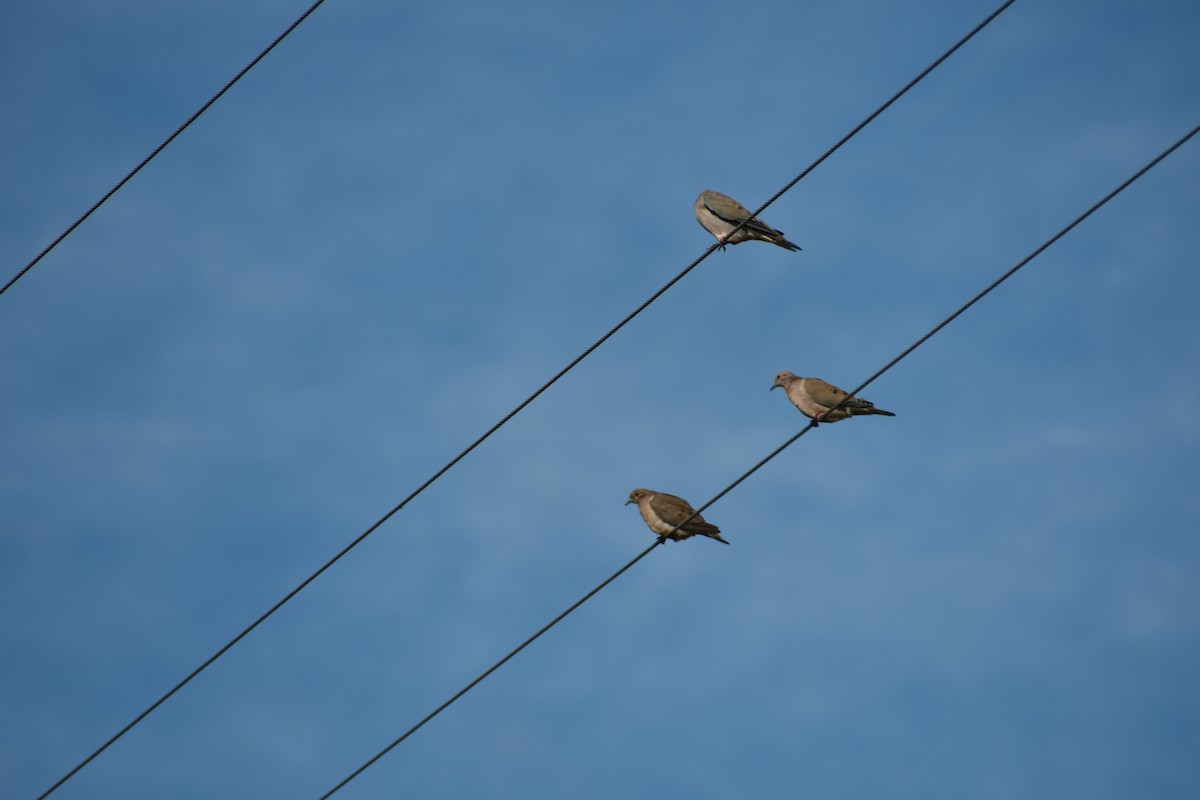 Eared Dove - ML618846251