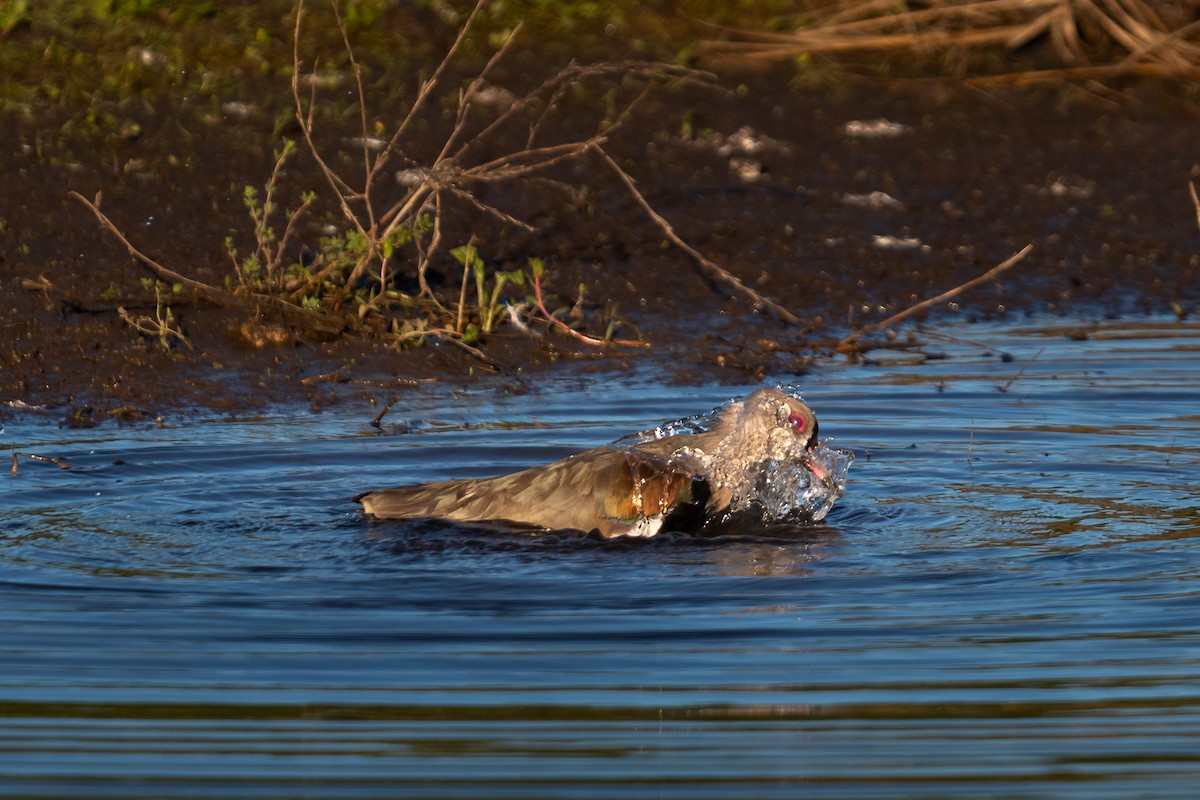 Southern Lapwing - ML618846252