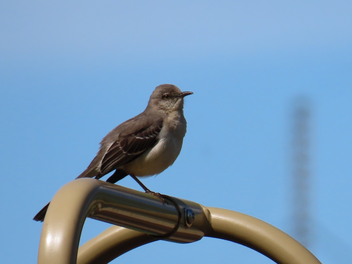 Northern Mockingbird - ML618846258