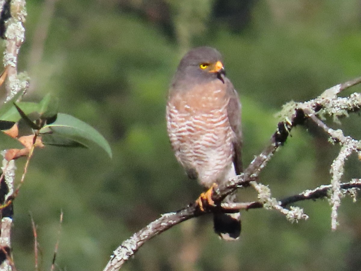 Broad-winged Hawk - Gloria  Oñate Florez