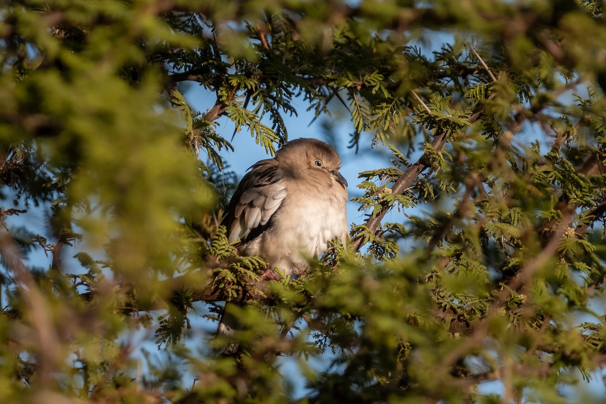 Picui Ground Dove - ML618846270