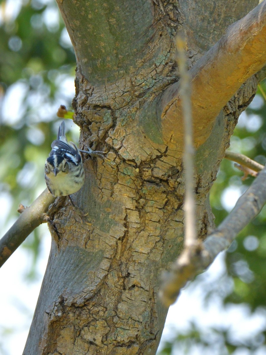 Black-and-white Warbler - Isain Contreras