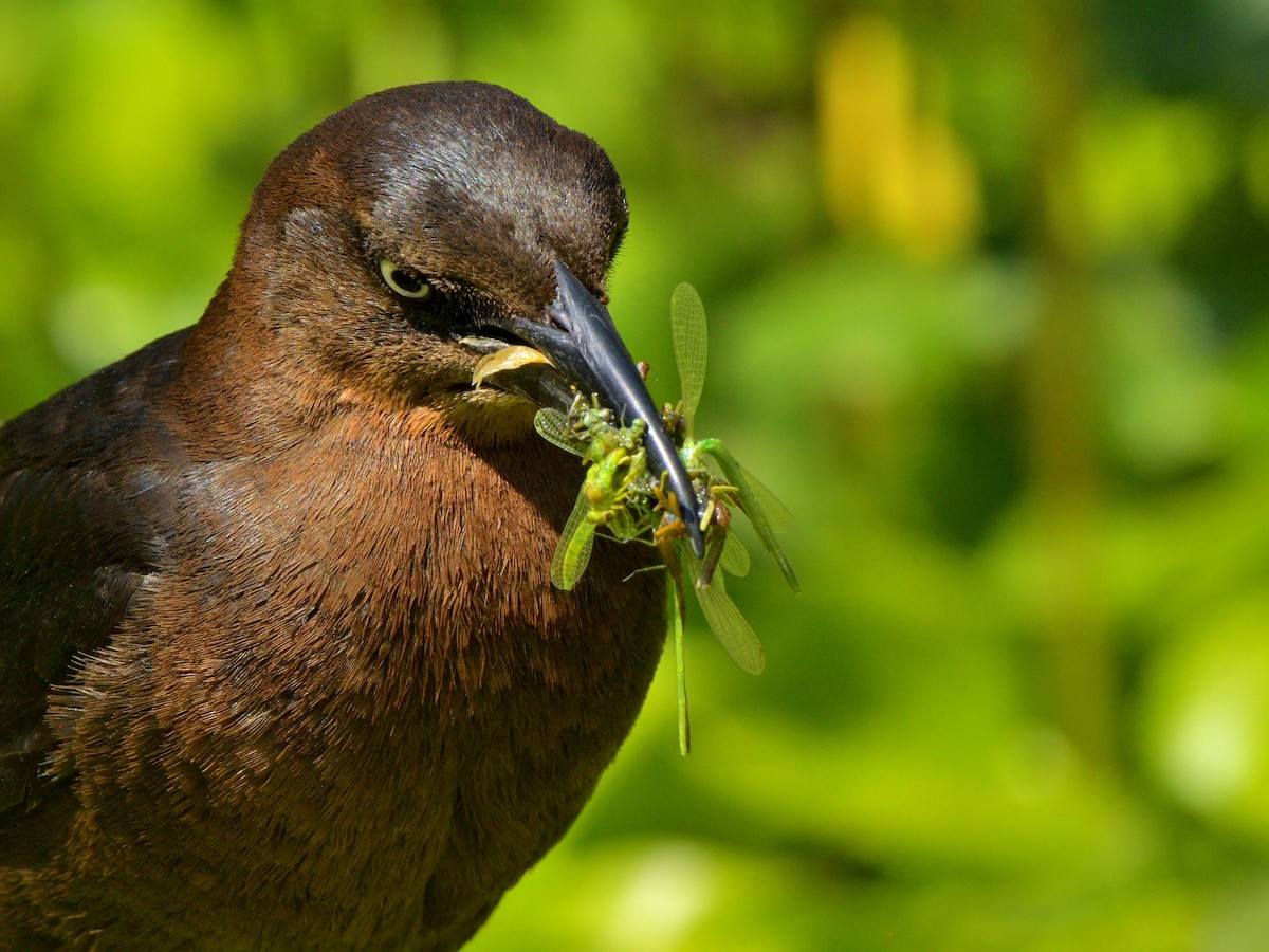 Great-tailed Grackle (Great-tailed) - ML618846282