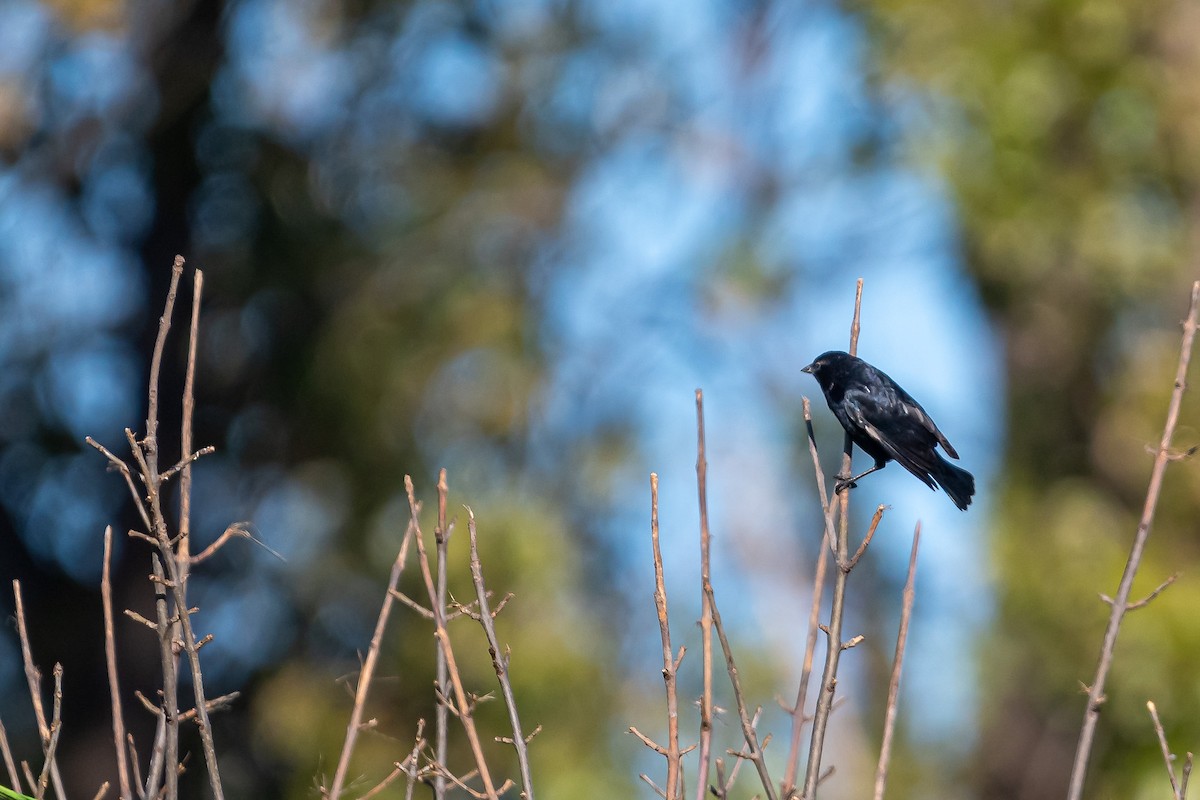 Screaming Cowbird - Pablo Ramos